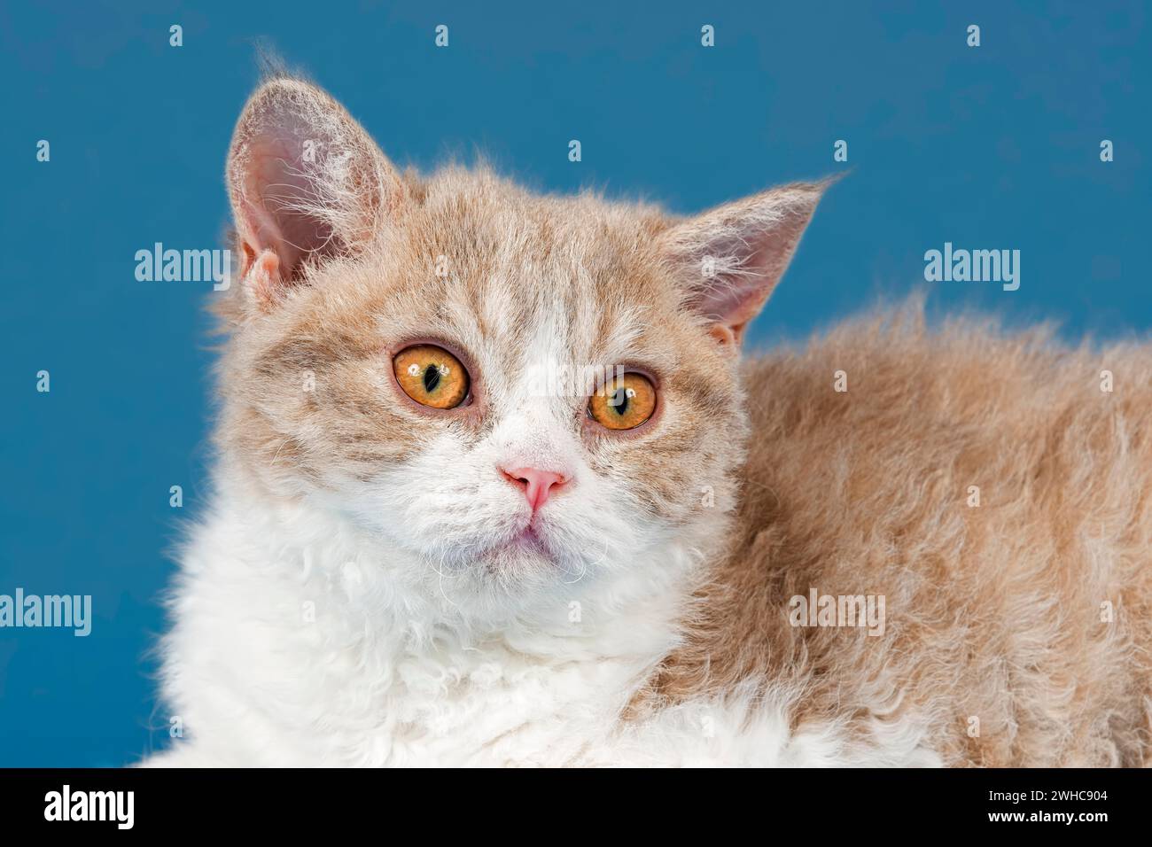 Gatto genealogico Selkirk Rex, gattino, 10 settimane di età, colore lilla sgombro tabby bianco, ritratto animale, foto studio Foto Stock