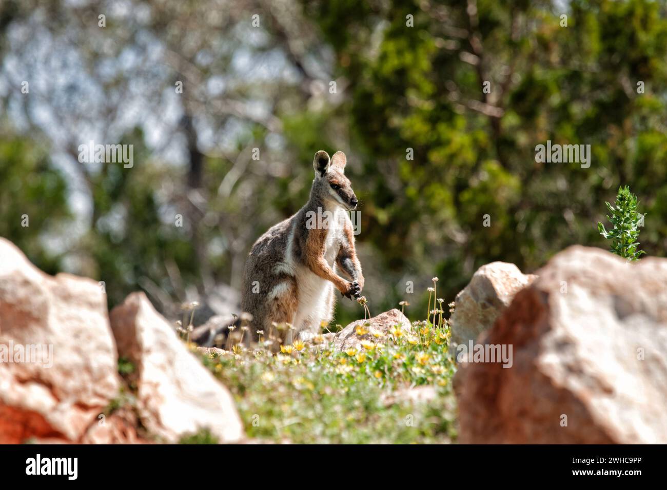 Giallo footed rock wallaby Foto Stock