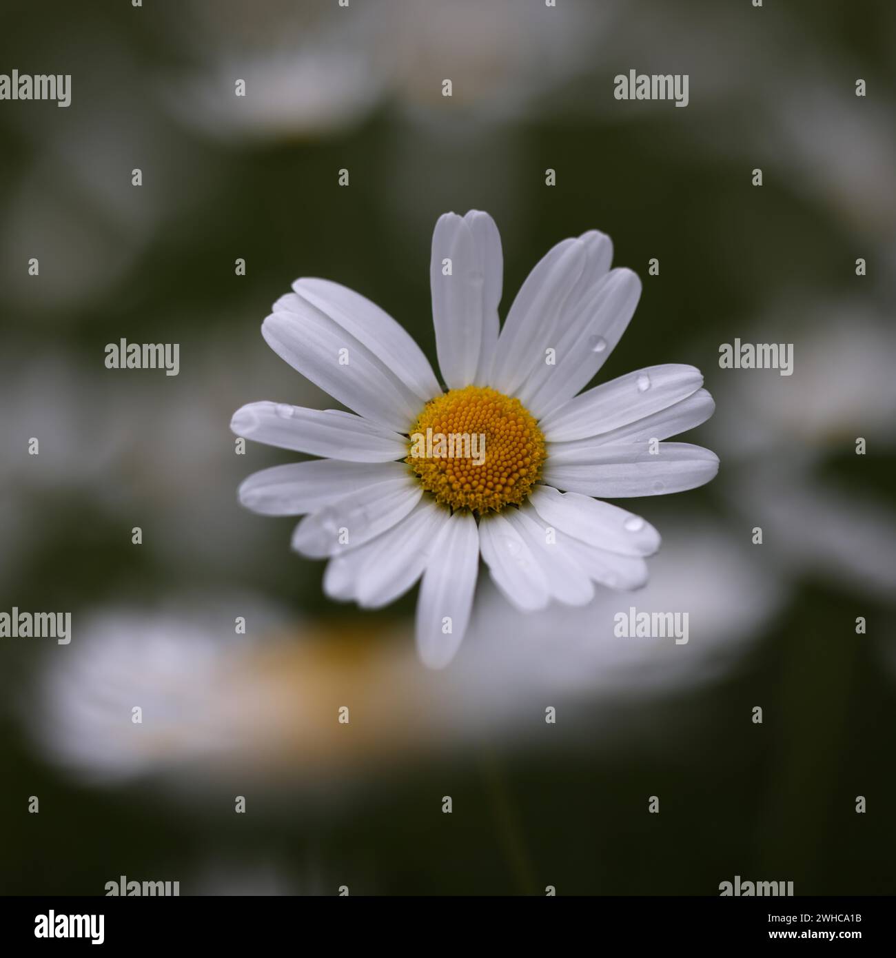 Fiore di una margherita (Leucanthemum vulgare) con gocce di pioggia, primo piano Foto Stock