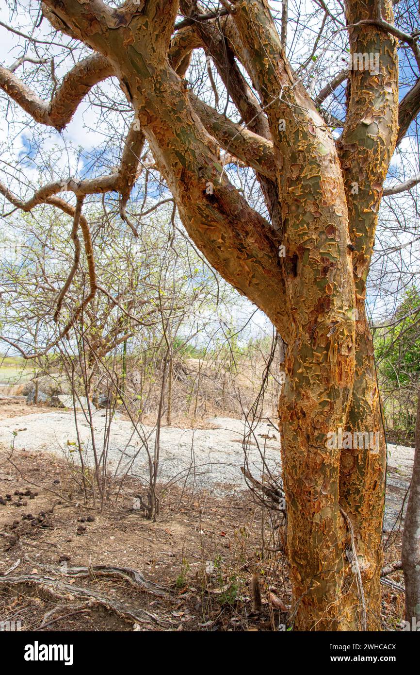Dipteryx odorata, una specie di albero fiorito comunemente noto come cumaru in Brasile - i suoi semi sono noti come fagioli tonka ( fava-de-cumaru ) e hanno una forte fragranza simile alla fora dolce a causa del loro elevato contenuto di cumarina, sostanza con vari usi medicinali e utilizzata anche in profumeria come sostituto della vaniglia per aromatizzare il tabacco e il tabacco da fiuto e per l'estrazione dell'olio - ecosistema Caatinga, Stato di Ceara, Brasile nord-orientale. Foto Stock