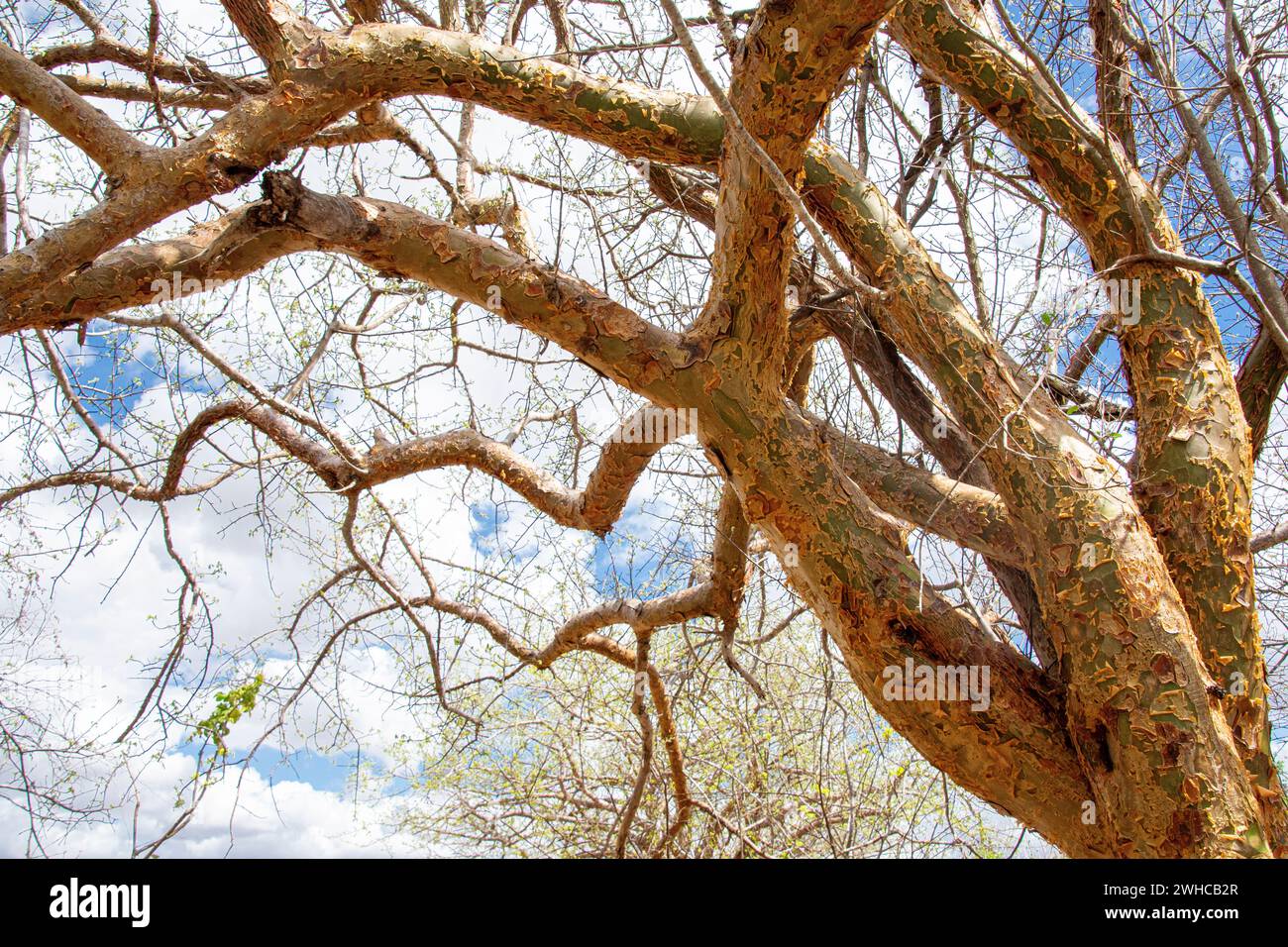Dipteryx odorata, una specie di albero fiorito comunemente noto come cumaru in Brasile - i suoi semi sono noti come fagioli tonka ( fava-de-cumaru ) e hanno una forte fragranza simile alla fora dolce a causa del loro elevato contenuto di cumarina, sostanza con vari usi medicinali e utilizzata anche in profumeria come sostituto della vaniglia per aromatizzare il tabacco e il tabacco da fiuto e per l'estrazione dell'olio - ecosistema Caatinga, Stato di Ceara, Brasile nord-orientale. Foto Stock