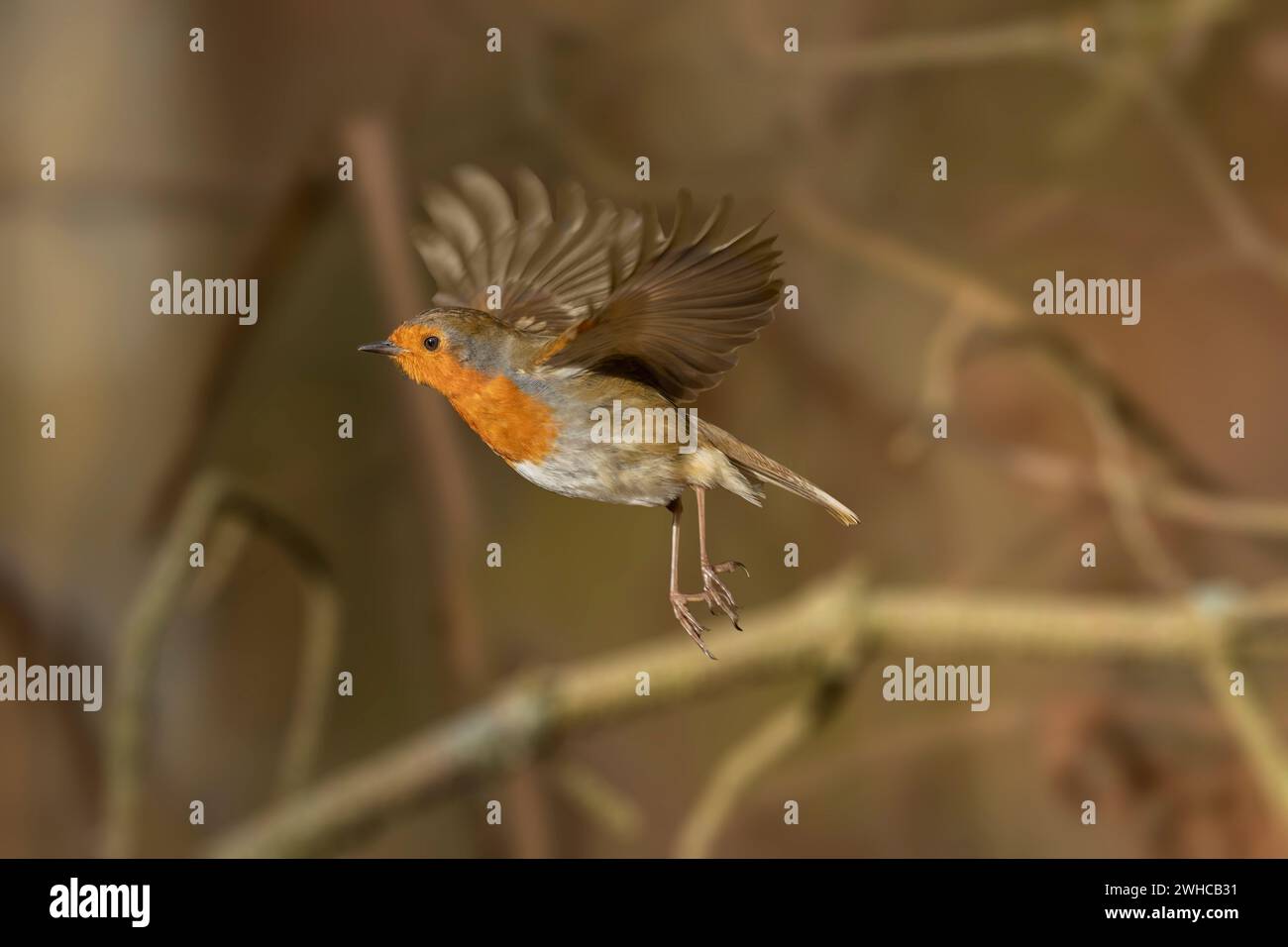 Robin, volando da un ramo, da vicino, in una foresta, in Scozia Foto Stock