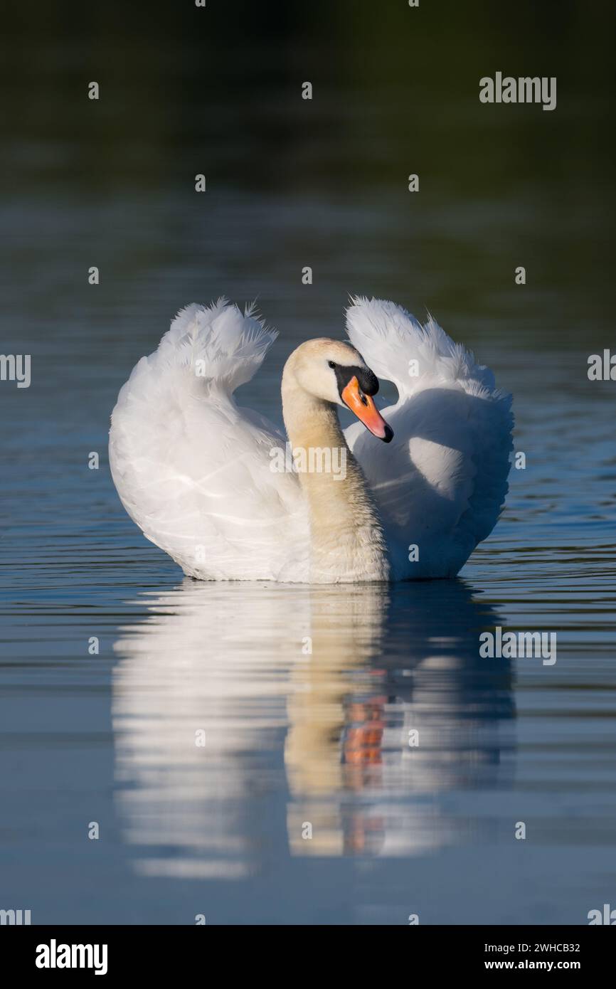 Maschio (Cob) Mute Swan (Cygnus olor) alla luce del sole e riflessi ondulati al mattino presto, Dinton Pastures Country Park, Berkshire, Regno Unito, aprile 2022 Foto Stock