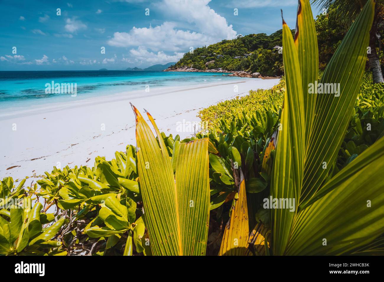 Verde palma tropicale lascia il fogliame di fronte a una splendida spiaggia esotica con laguna turchese sull'oceano nelle giornate di vacanza soleggiate. Nuvole bianche nel cielo blu. Foto Stock