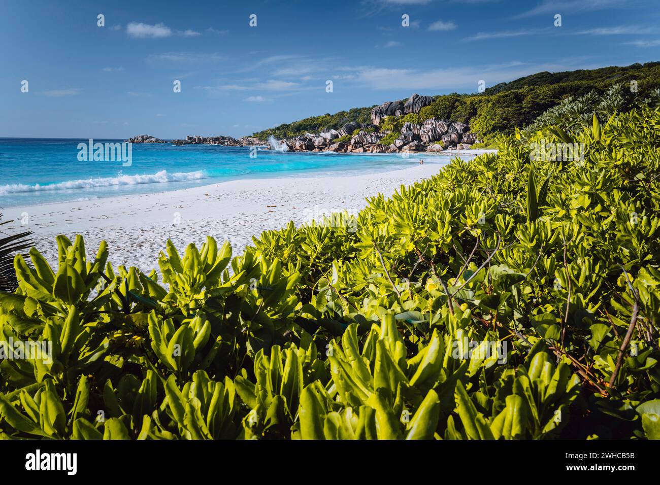 Spiaggia di Grand Anse sull'isola la Digue alle Seychelles. Spiaggia di sabbia bianca con laguna blu sull'oceano. Foglie verdi defocalizzate in primo piano. Foto Stock