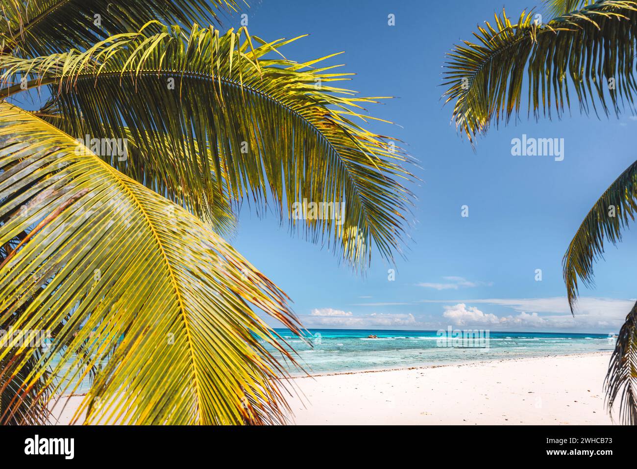La palma si affaccia su una spiaggia di sabbia tropicale e sull'oceano blu. Concetto di turismo di viaggio. Foto Stock