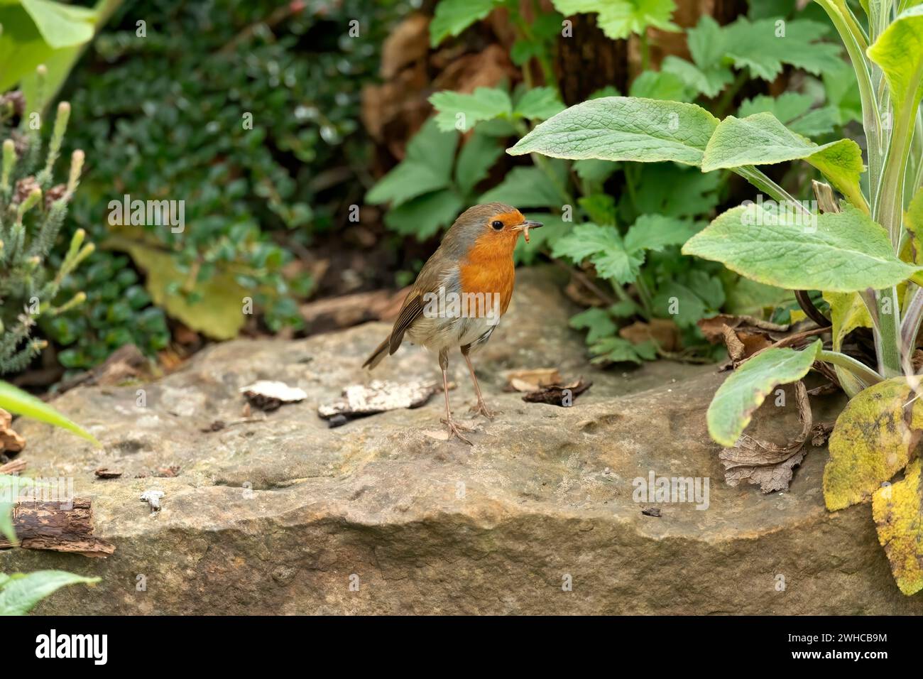 Robin mangiare un verme su una roccia, in Scozia Foto Stock