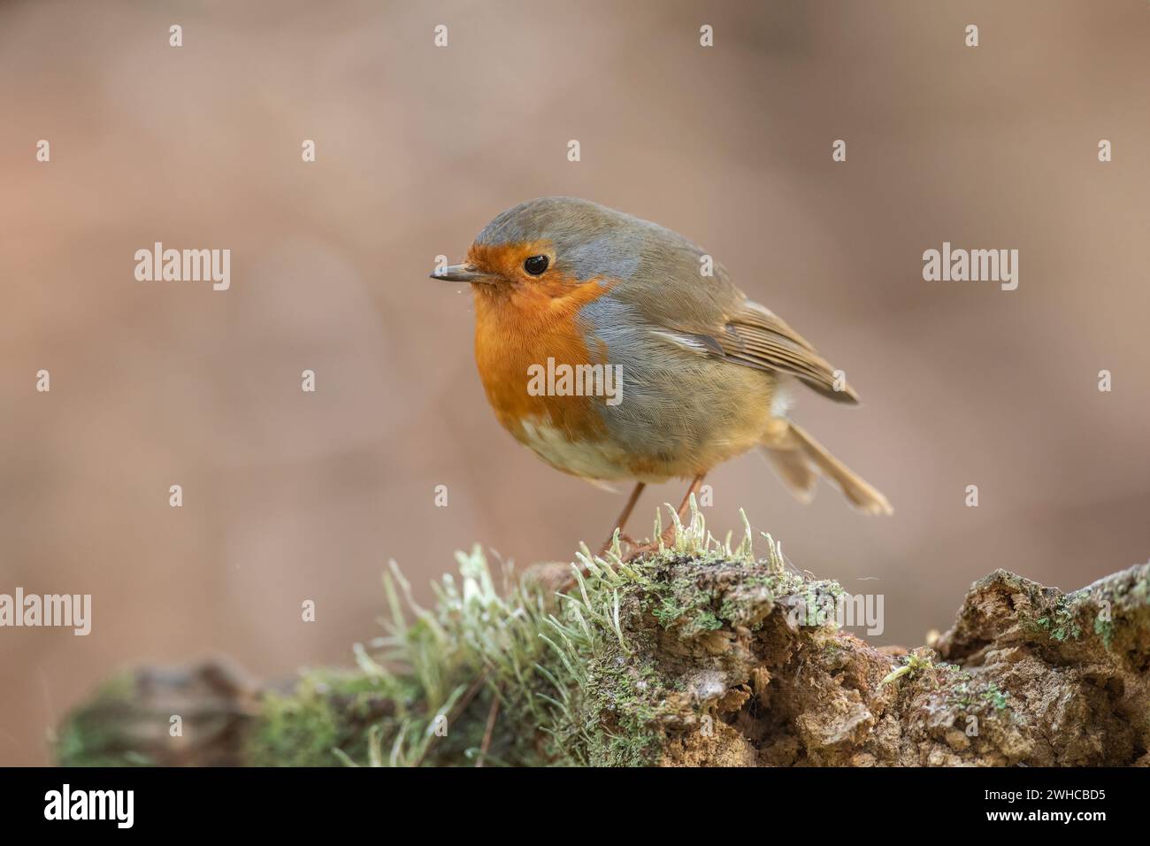 Robin, su un ramo, da vicino, in una foresta, in Scozia Foto Stock