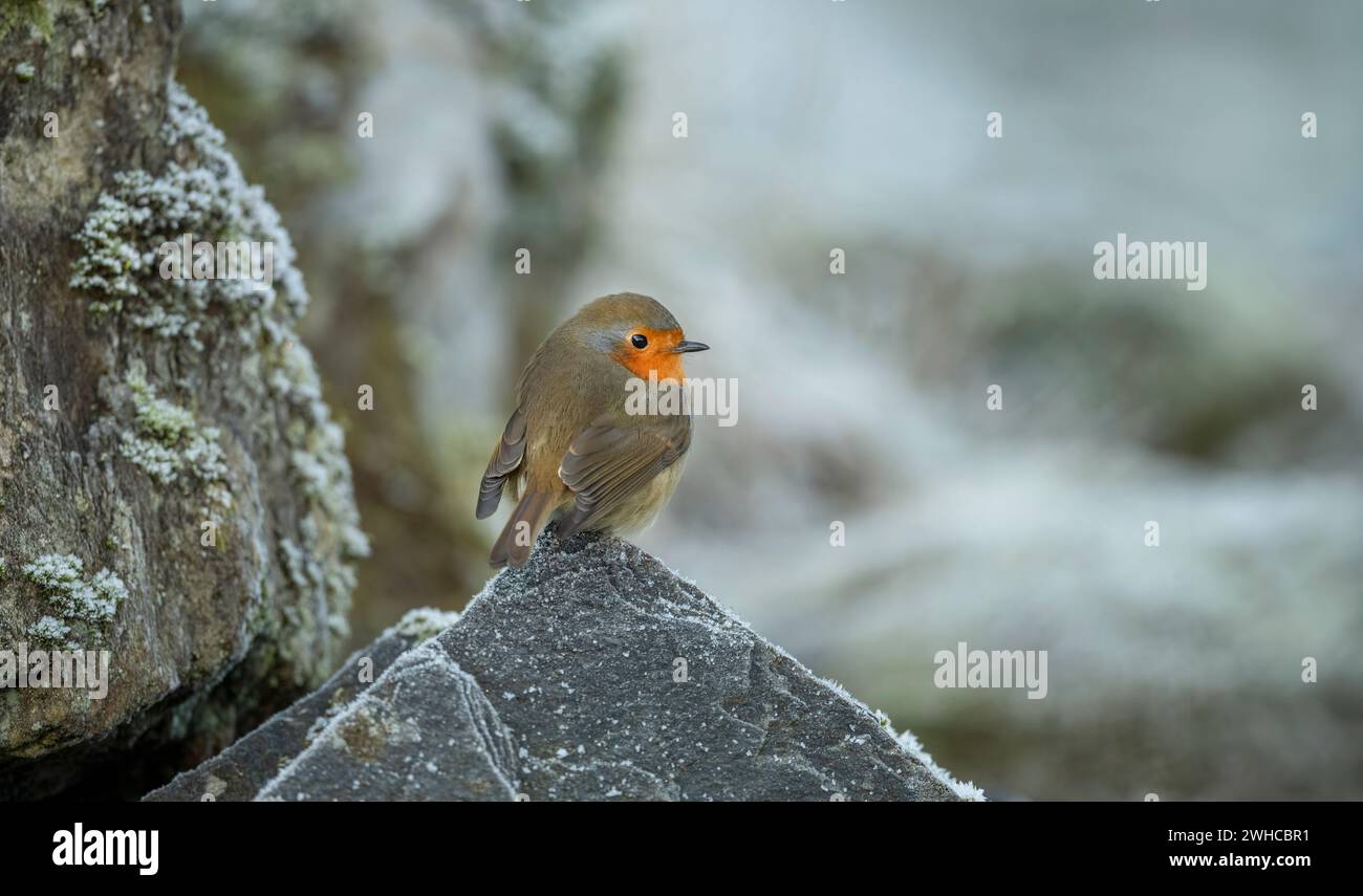 Robin su una roccia ghiacciata, da vicino, in Scozia in inverno Foto Stock