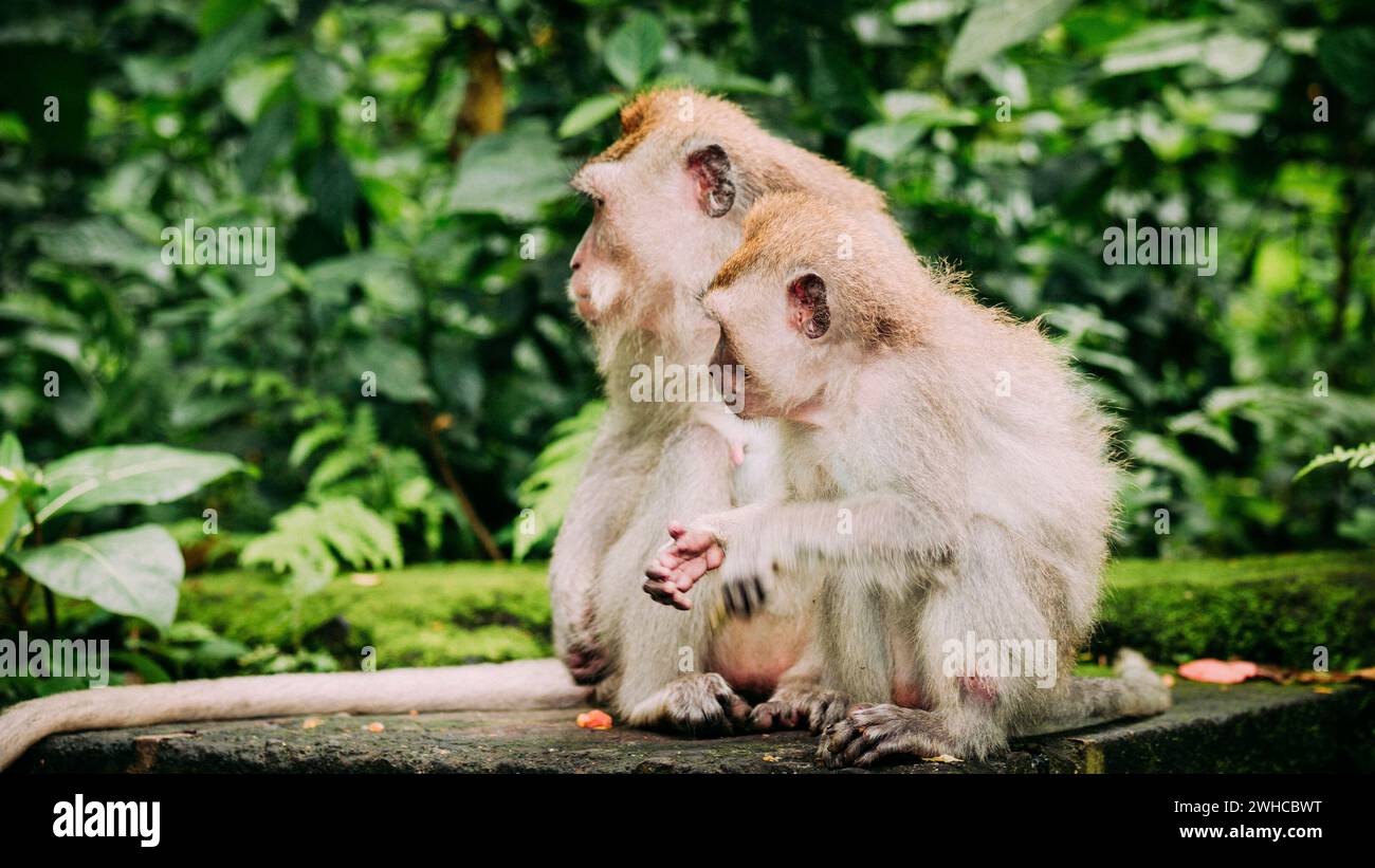 Macaco a coda lunga madre e bambino con i più piccoli al foraggio. Macaca fascicularis, nella Foresta delle scimmie Sacre, Ubud, Indonesia. Foto Stock