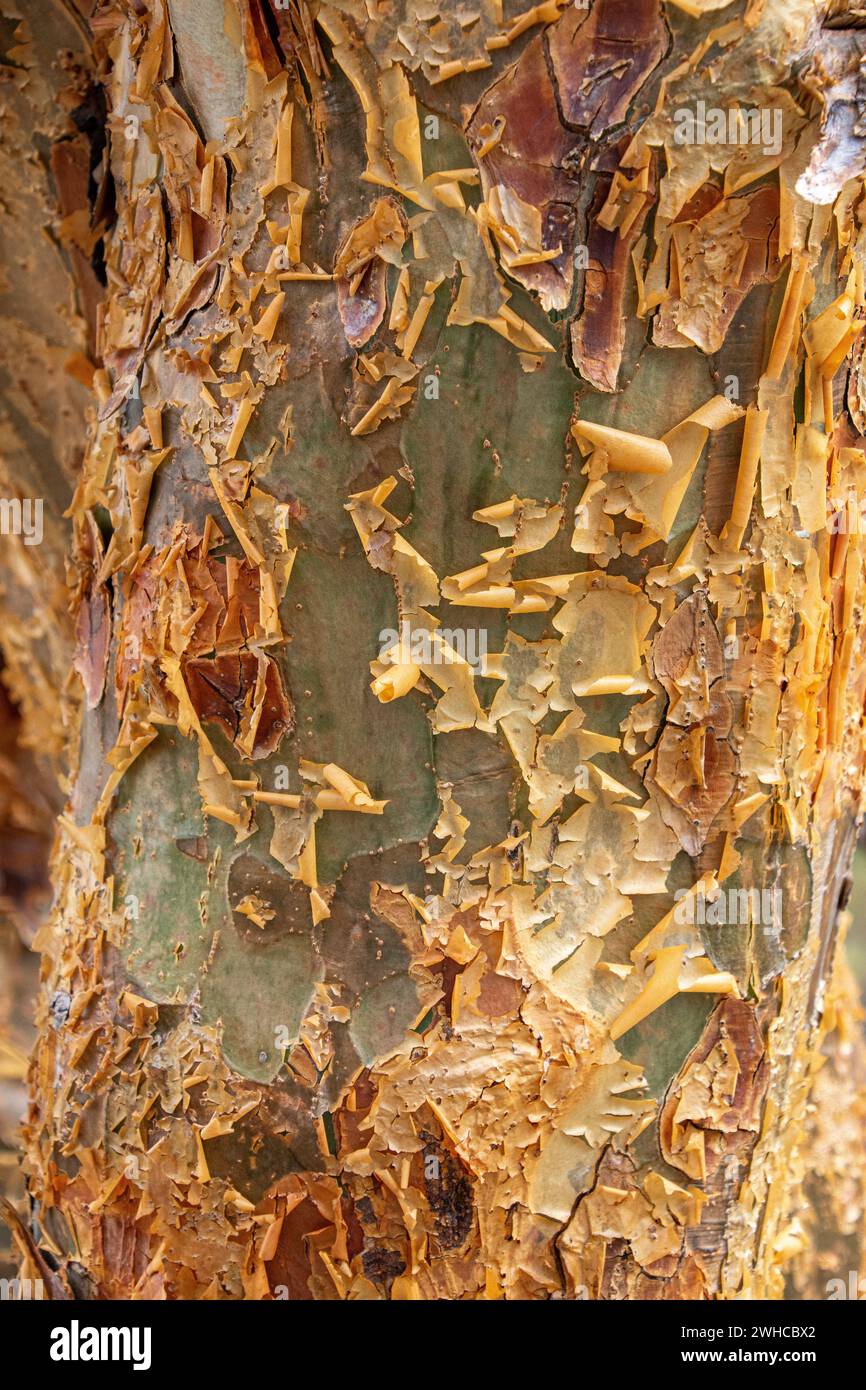 Dipteryx odorata, una specie di albero fiorito comunemente noto come cumaru in Brasile - i suoi semi sono noti come fagioli tonka ( fava-de-cumaru ) e hanno una forte fragranza simile alla fora dolce a causa del loro elevato contenuto di cumarina, sostanza con vari usi medicinali e utilizzata anche in profumeria come sostituto della vaniglia per aromatizzare il tabacco e il tabacco da fiuto e per l'estrazione dell'olio - ecosistema Caatinga, Stato di Ceara, Brasile nord-orientale. Foto Stock