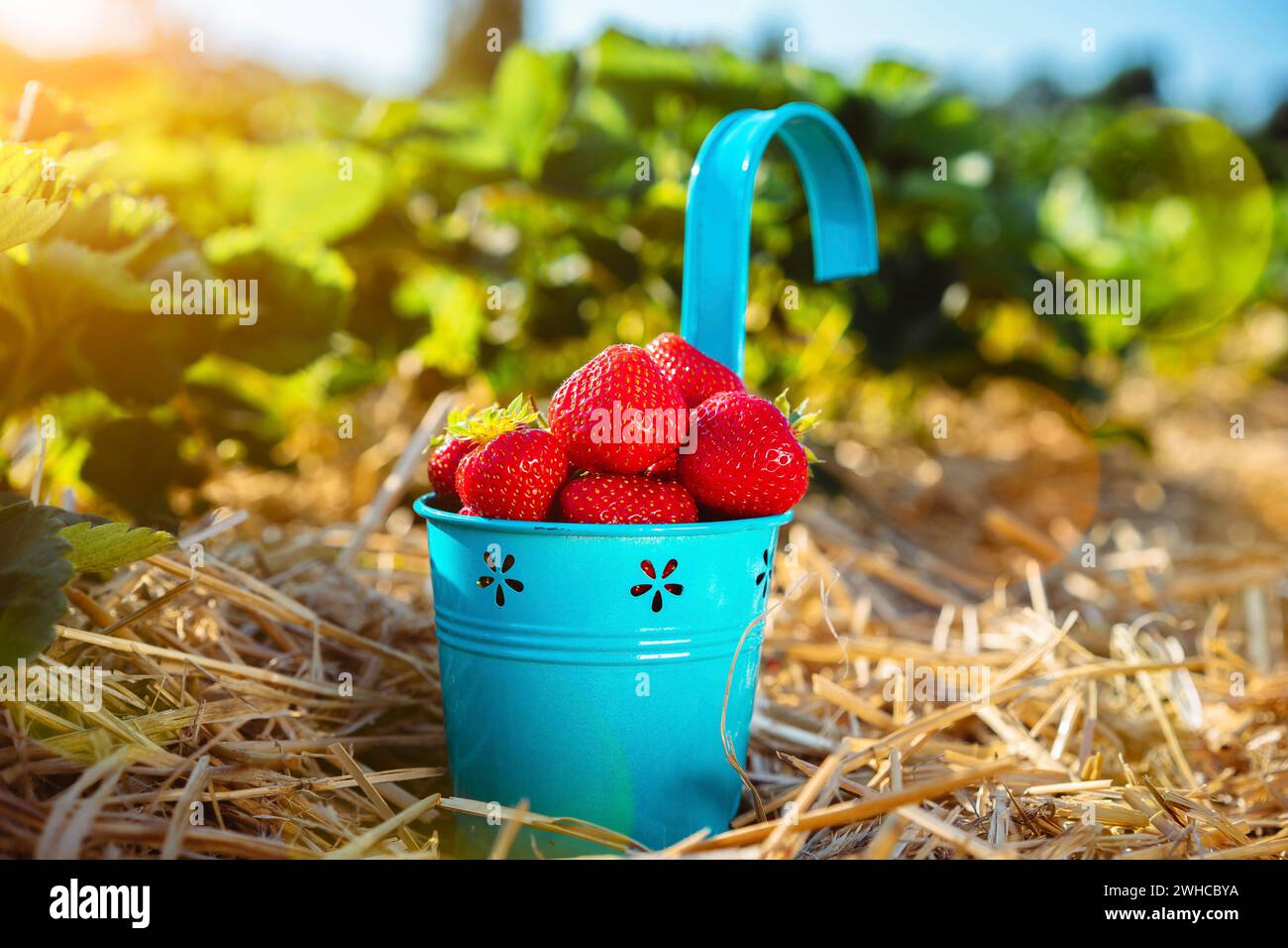 Secchio blu con fragole fresche in un campo. La luce solare del giorno irradia e bagliore nell'inquadratura. Foto Stock