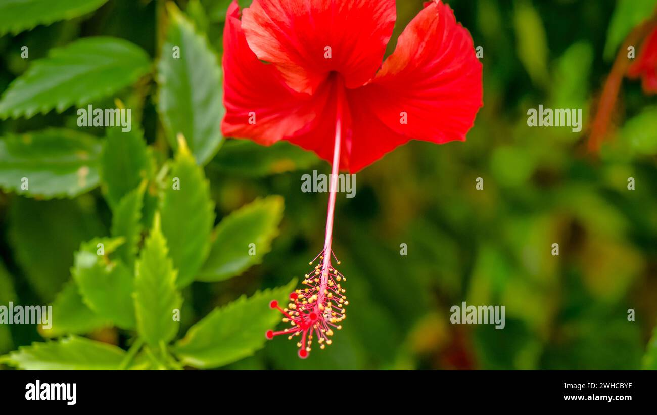 grande fiore di ibisco rosso sullo sfondo verde delle foglie. Foto Stock