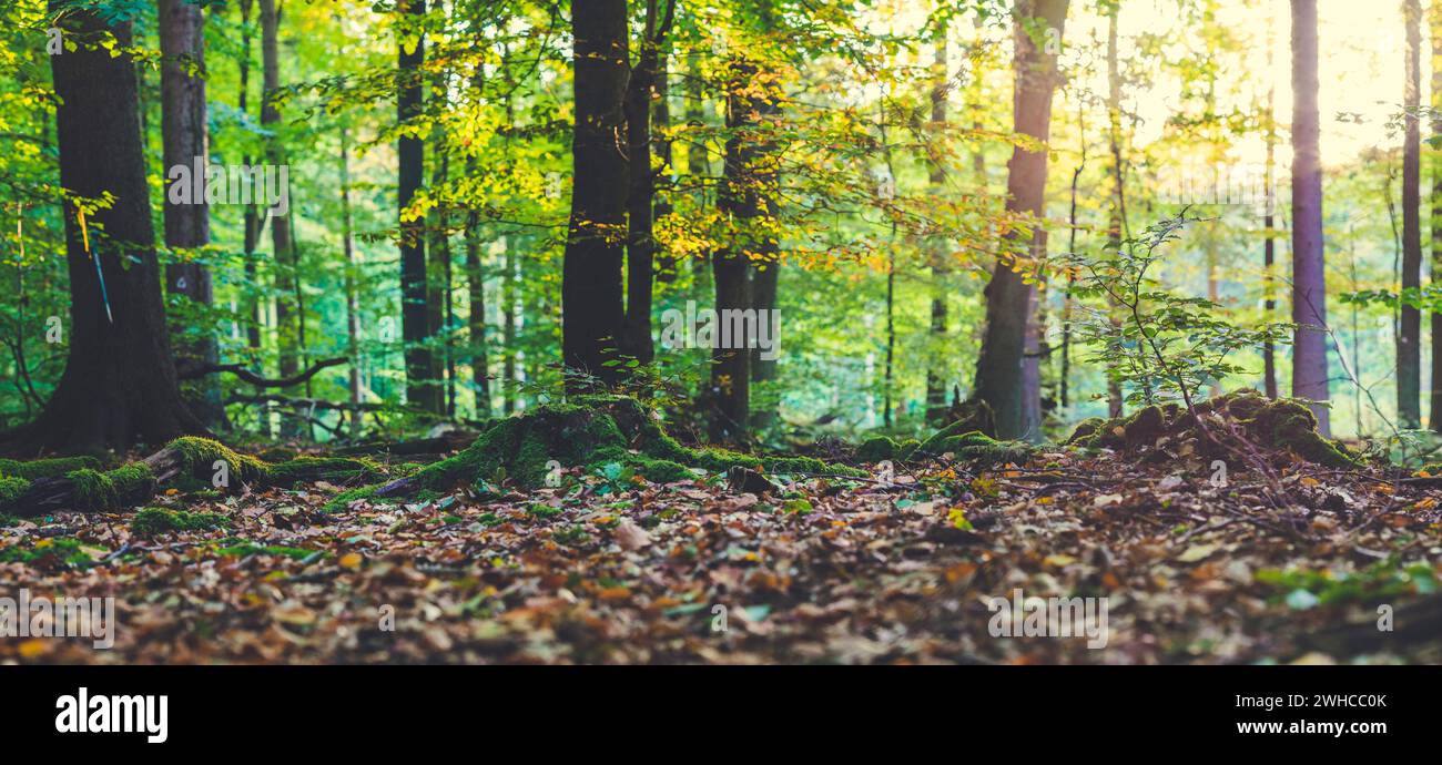 Scena d'autunno d'oro in una foresta. Sera raggi di sole luminosi che arrivano attraverso l'albero foglie gialle. Radici coperte dal muschio. Foto Stock