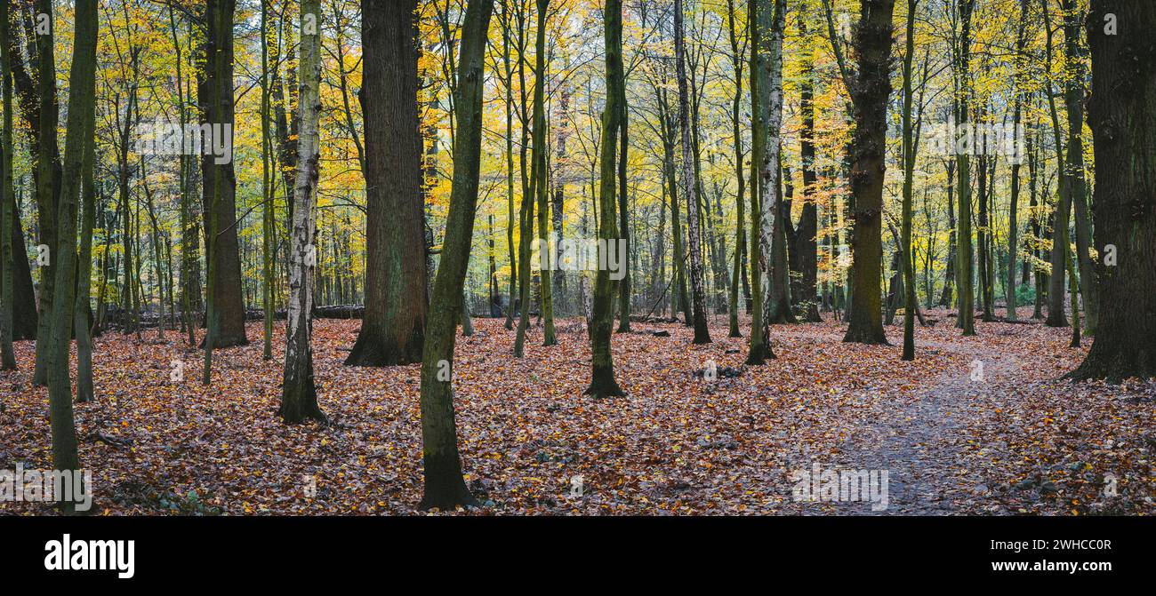 Panorama di una foresta gialla autunnale con sentiero tra gli alberi. Foto Stock