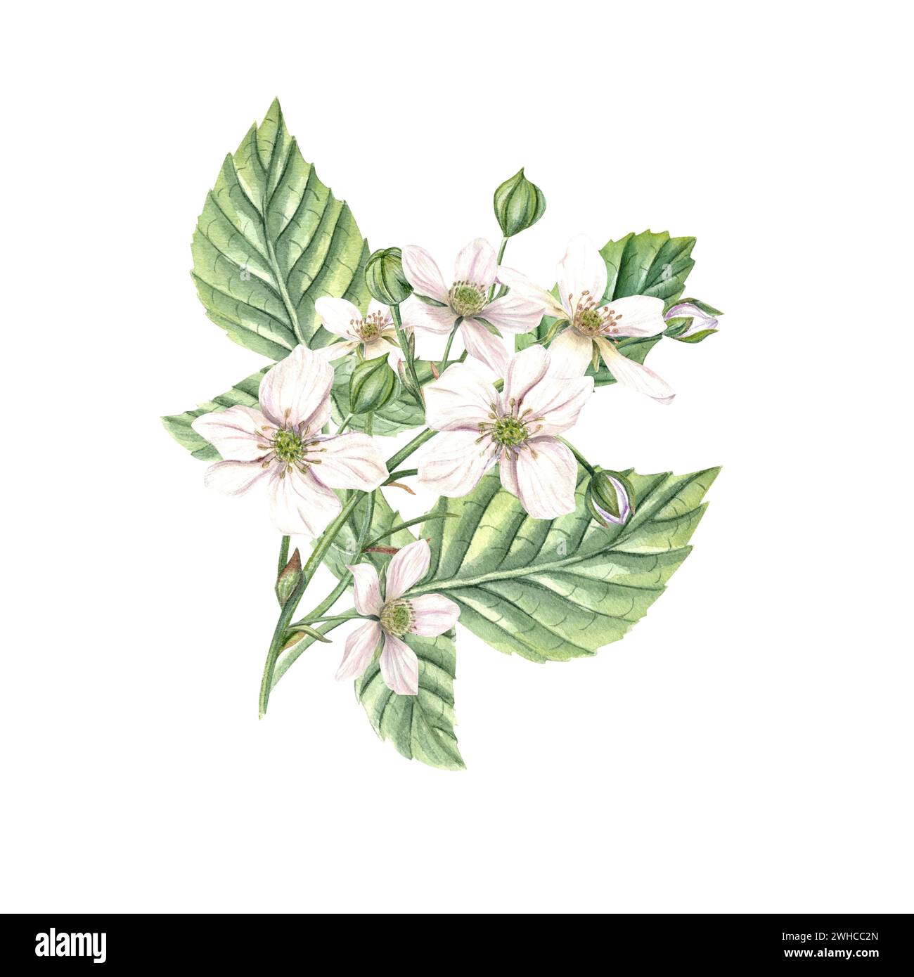 Bouquet di fiori di mora bianca con foglie verdi. Bud, fiore, ramo. Bramble, fragola. Bacca blu in fiore nella foresta. Foto Stock