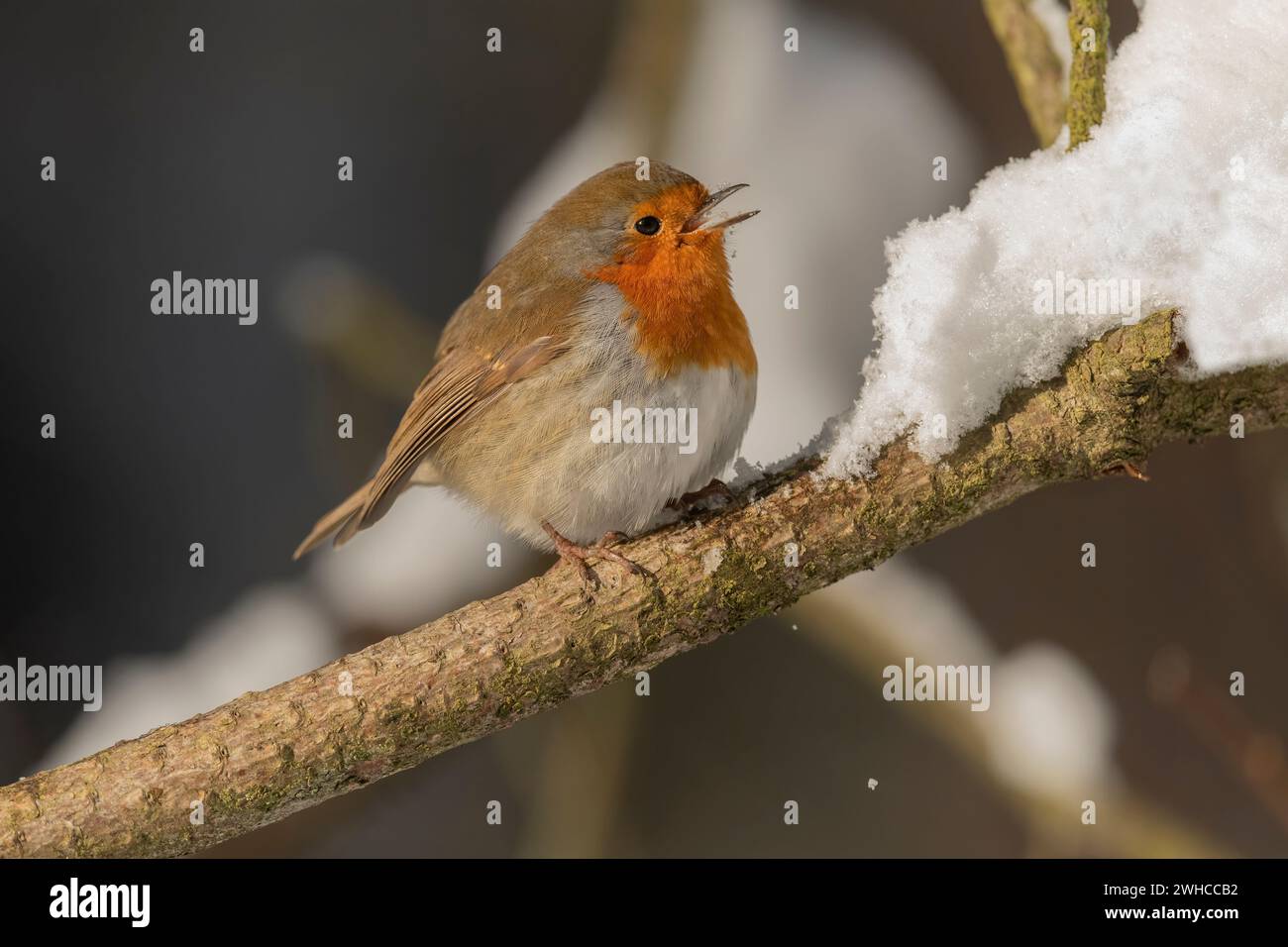 Robin su un ramo, becco aperto, in inverno mangiare neve Foto Stock