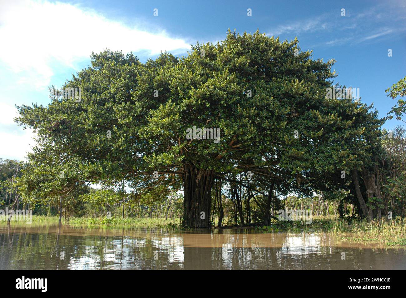 Ficus elastica, il fico di gomma, noto in Brasile come falsa-seringueira (falsa gomma), perché nonostante i suoi nomi comuni, non è utilizzato nella produzione commerciale di gomma naturale. Manicore, Stato di Amazonas, Brasile. Foto Stock