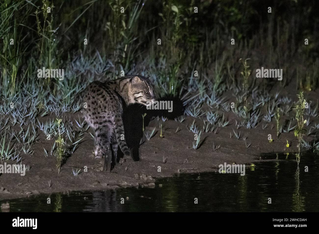 Gatto da pesca, Prionailurus viverrinus, Bhitarkanika, Orissa, India Foto Stock