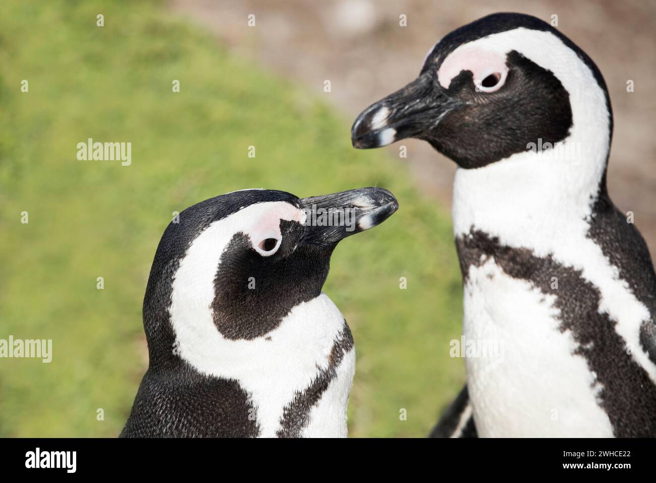 Africa, pinguini africani, Spheniscus demersus, specie in via di estinzione, Lista rossa IUCN, Overberg, Seabird, Sud Africa, Stony Point Nature Reserve, Western Cape Province, Stoney Point Nature Reserve, Overstrand, spiaggia costiera, marina Foto Stock