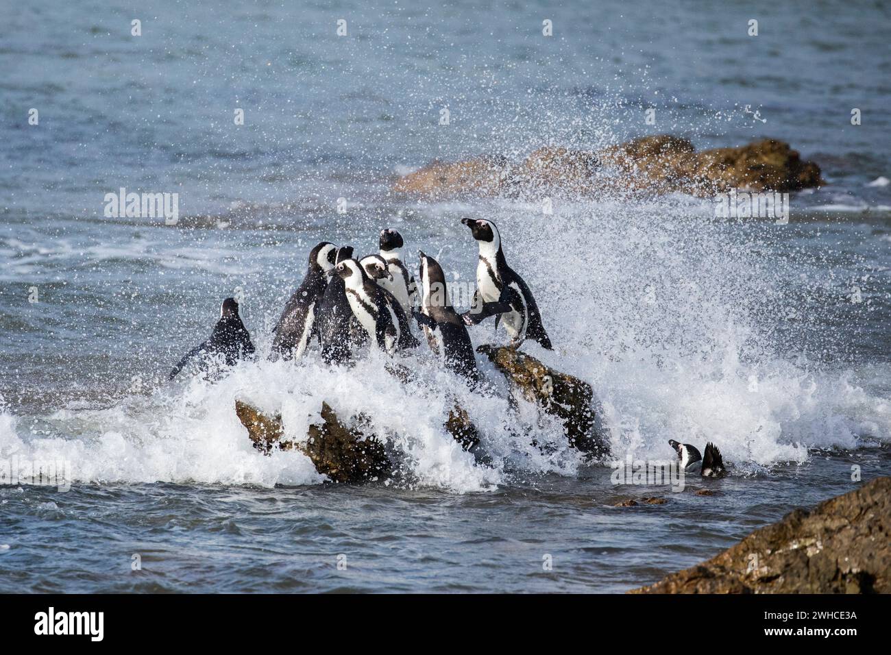 Africa, pinguini africani, Spheniscus demersus, specie in via di estinzione, Lista rossa IUCN, oceano Indiano, Overberg, Seabird, Sud Africa, Stony Point Nature Reserve, Western Cape Province, Stoney Point Nature Reserve, Overstrand, spiaggia costiera, marina Foto Stock