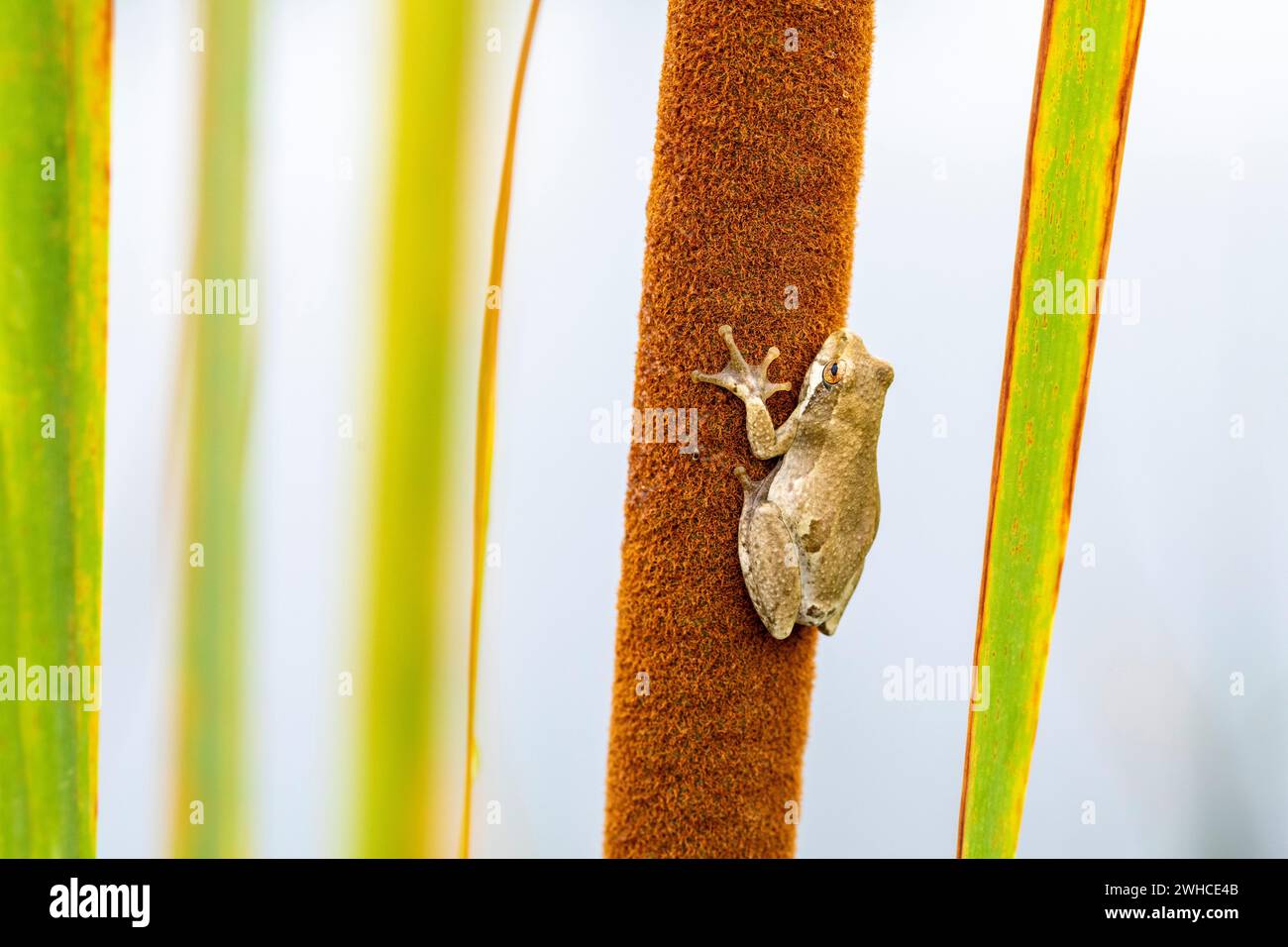 Sudafrica, Provincia del Capo Occidentale, Garden Route, rana, Foto Stock