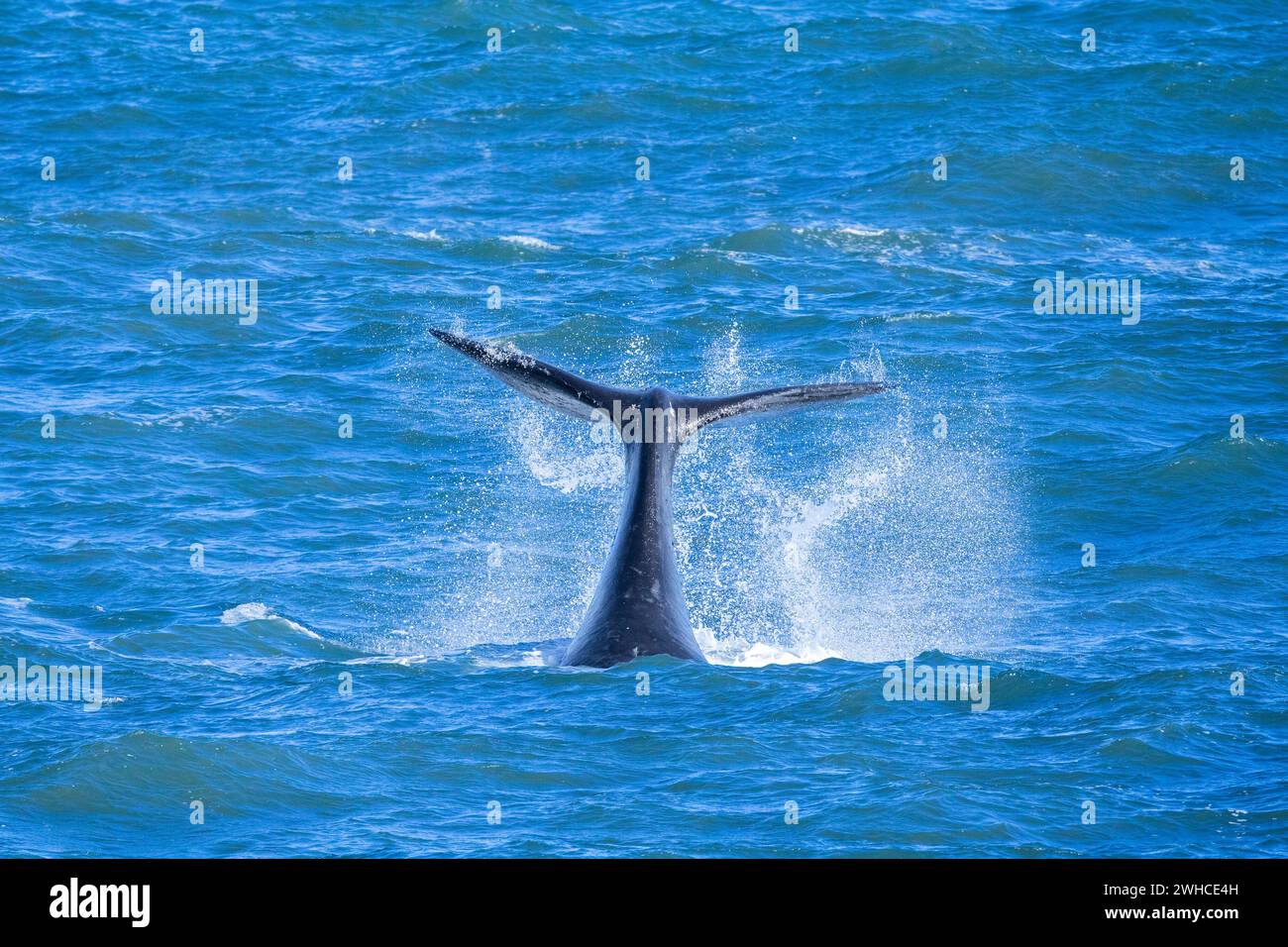 Sudafrica, Provincia del Capo occidentale, balena destra meridionale, Eubalaena australis, Oceano Atlantico, Overstrand, coda, sfondo blu, Oceano Foto Stock