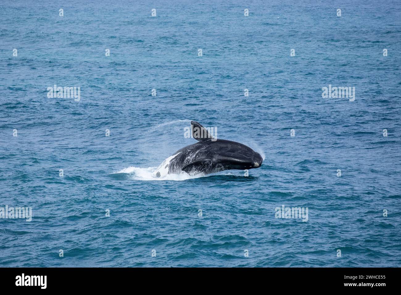 Sudafrica, Provincia del Capo occidentale, Overstrand, balena destra meridionale, Eubalaena australis, oceano, potere in natura, respirazione Foto Stock