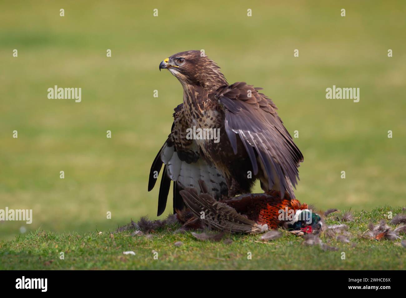 Uccello adulto (Buteo buteo) che maneggia la sua preda di un fagiano morto su un campo erboso, Inghilterra, Regno Unito Foto Stock