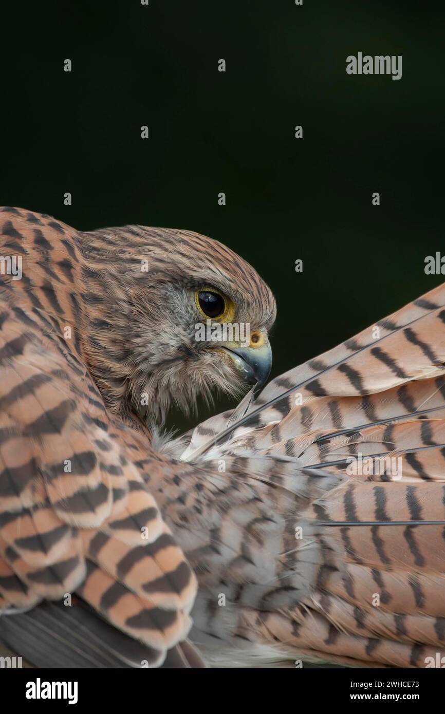 Gheppio comune (Falco tinnunculus) uccello adulto che preserva le piume della coda, Inghilterra, Regno Unito Foto Stock