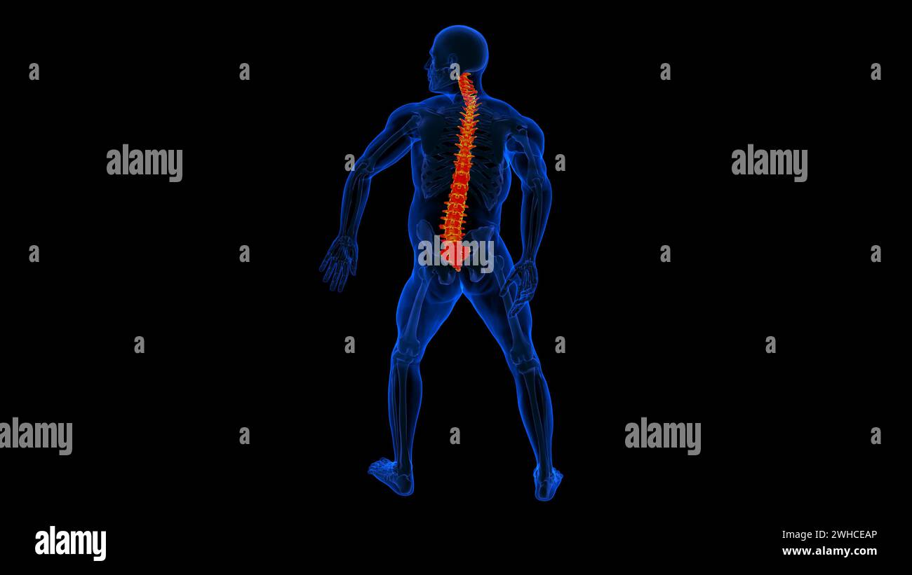 Illustrazione 3D della colonna vertebrale dello scheletro umano delle vertebre Foto Stock