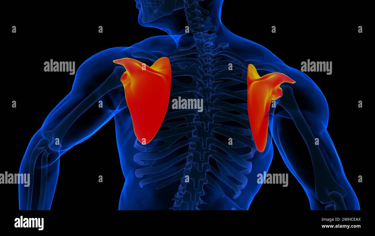 Anatomia scheletrica umana osso scapola rendering 3D per concetto medico Foto Stock