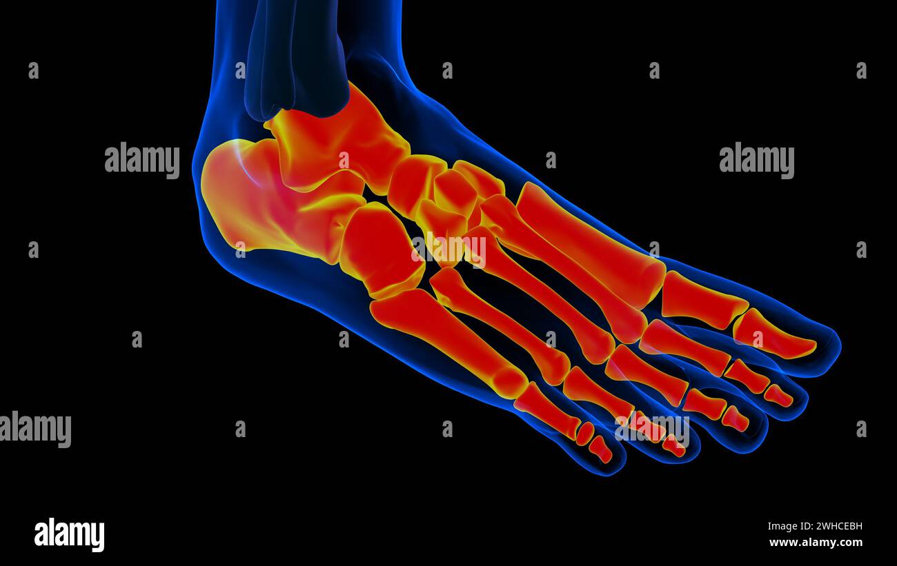 Ossa dei piedi dello scheletro umano Anatomia per l'illustrazione 3D del concetto medico Foto Stock