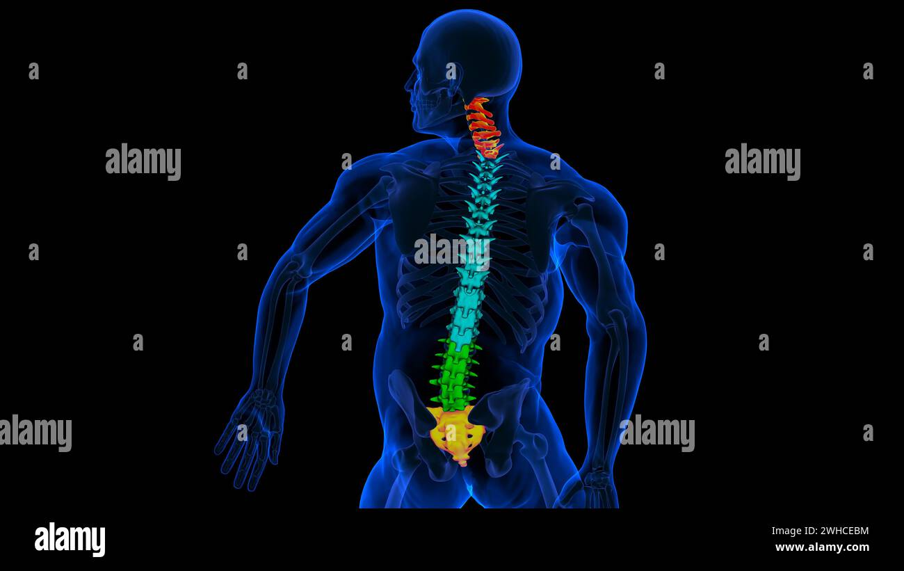 Illustrazione 3D della colonna vertebrale dello scheletro umano delle vertebre Foto Stock