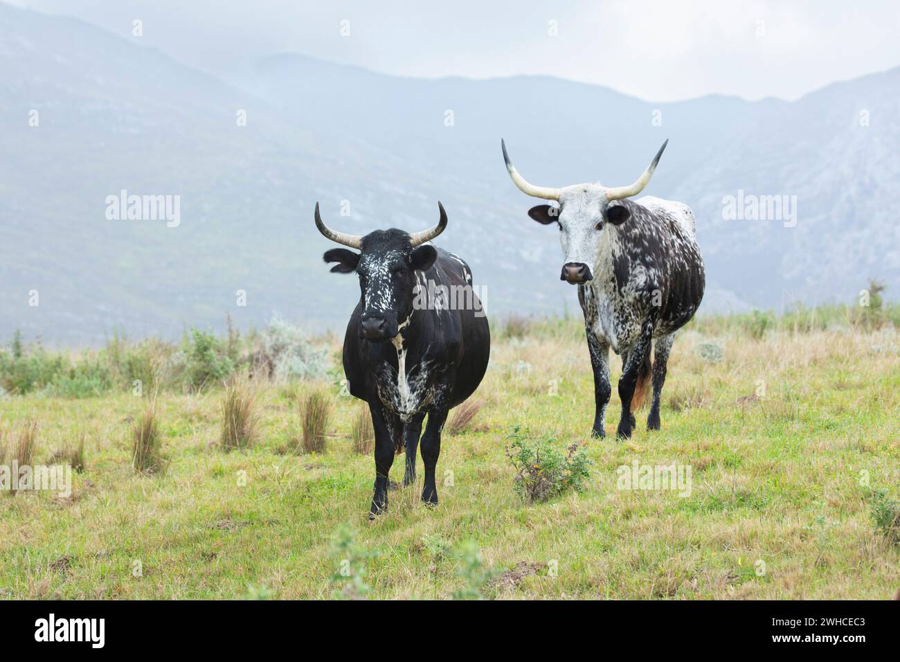 Nguni, Sud Africa, Provincia del Capo occidentale, Overstrand, mucca, bestiame, animali domestici, agricoltura, fattoria, razza di bestiame indigena dell'Africa meridionale Foto Stock