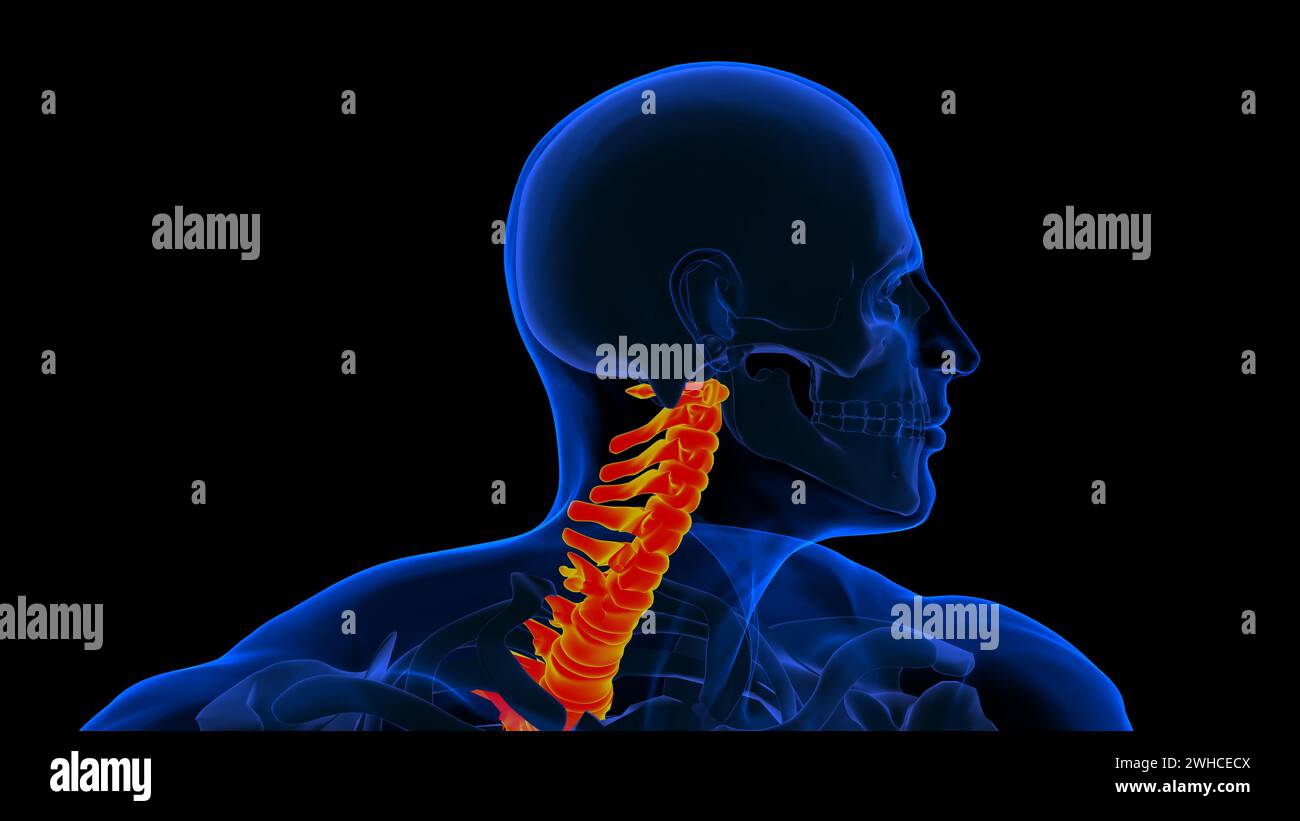 Illustrazione 3D della colonna vertebrale dello scheletro umano delle vertebre Foto Stock