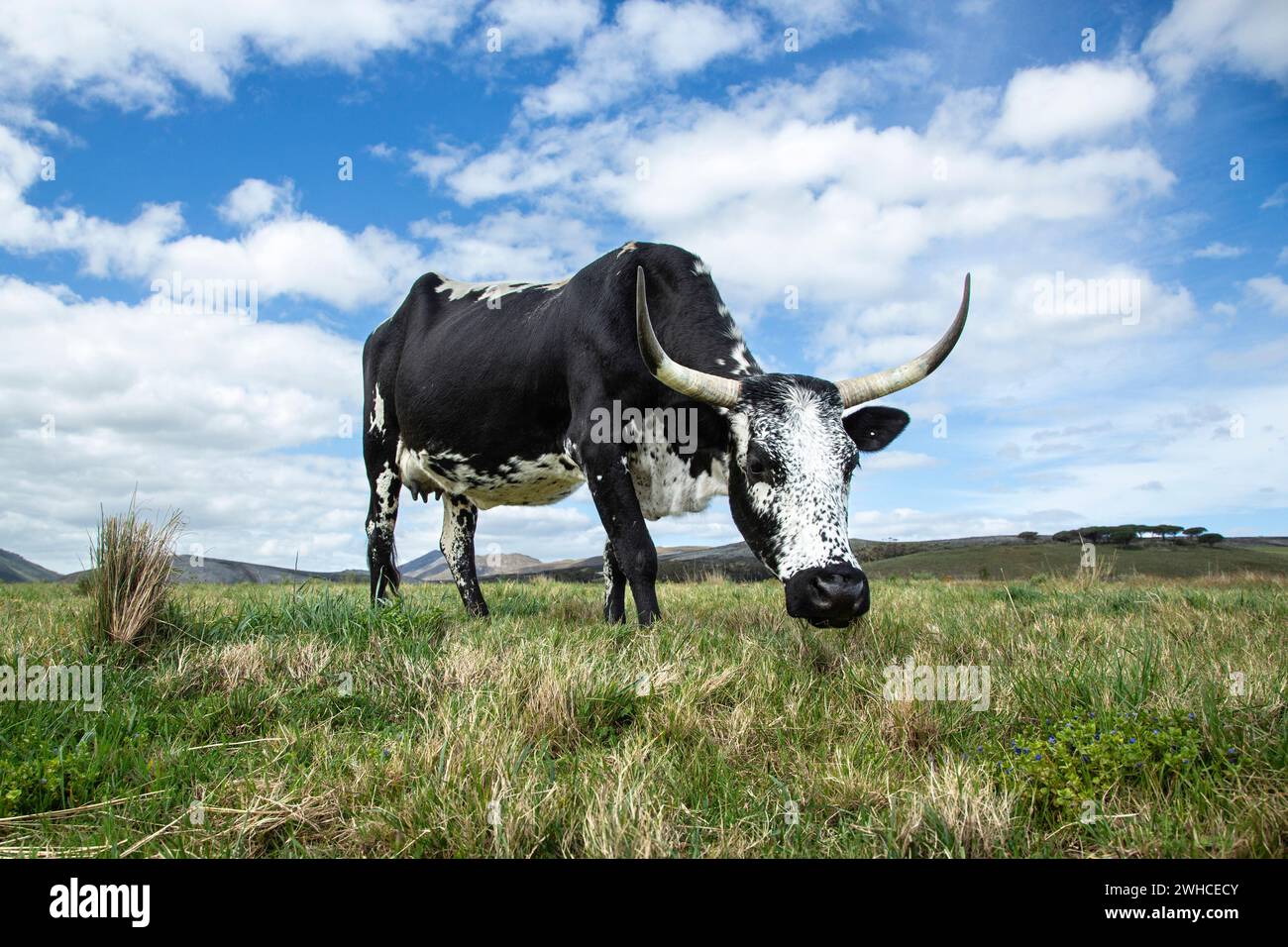 Nguni, Sud Africa, Provincia del Capo occidentale, Overstrand, mucca, bestiame, animali domestici, agricoltura, fattoria, razza di bestiame indigena dell'Africa meridionale Foto Stock