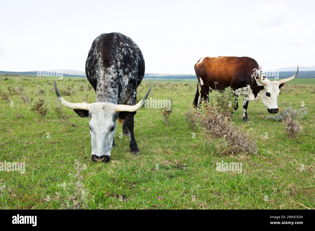 Nguni, Sud Africa, Provincia del Capo occidentale, Overstrand, mucca, bestiame, animali domestici, agricoltura, fattoria, razza di bestiame indigena dell'Africa meridionale Foto Stock