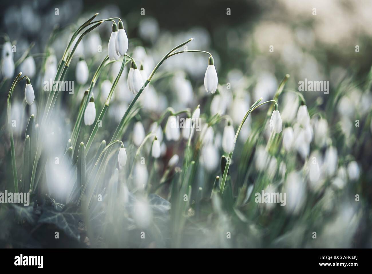 Le nevicate fioriscono in primavera, prospettiva da terra, colori vivaci Foto Stock