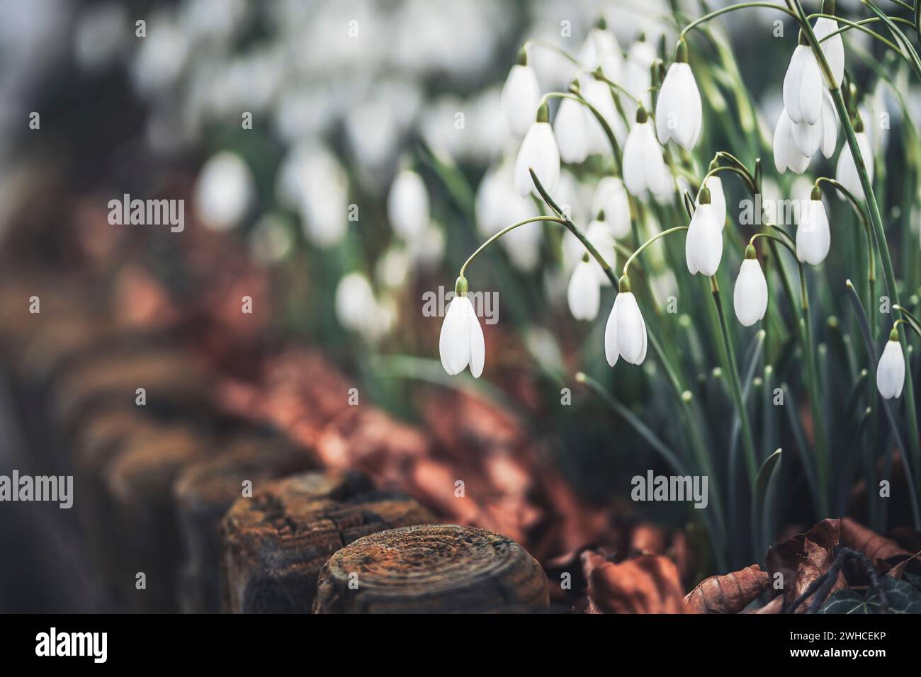 Gocce di neve in fiore in primavera, prospettiva da terra, colori vivaci Foto Stock