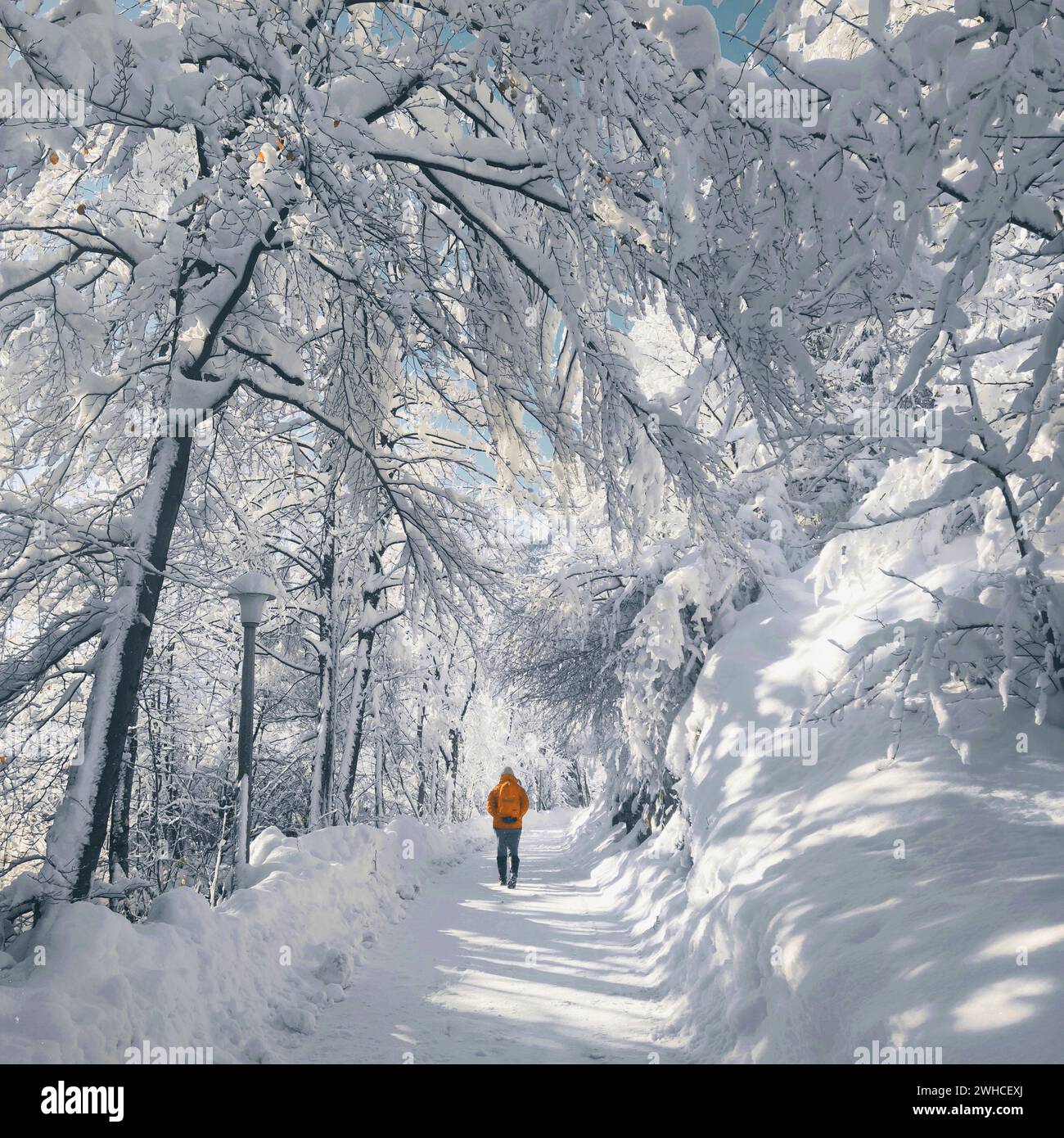 Passeggiata invernale sotto gli alberi innevati Foto Stock