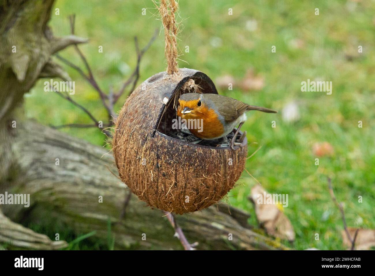 Robin con il cibo in becco seduto sulla ciotola guardando dal davanti Foto Stock