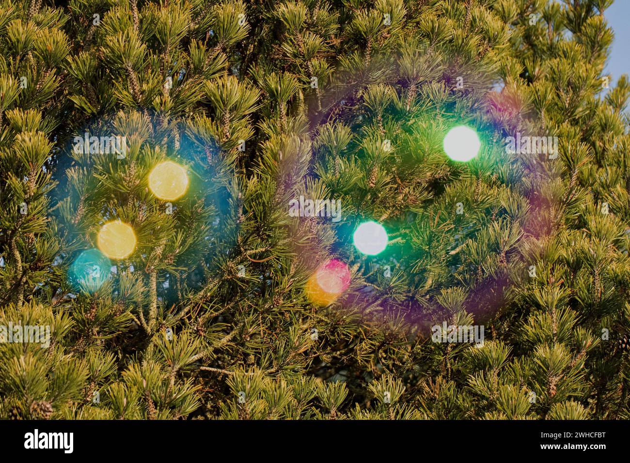Il sapone bolle una pellicola colorata di acqua saponata l'una accanto all'altra di fronte agli aghi verdi dell'albero Foto Stock