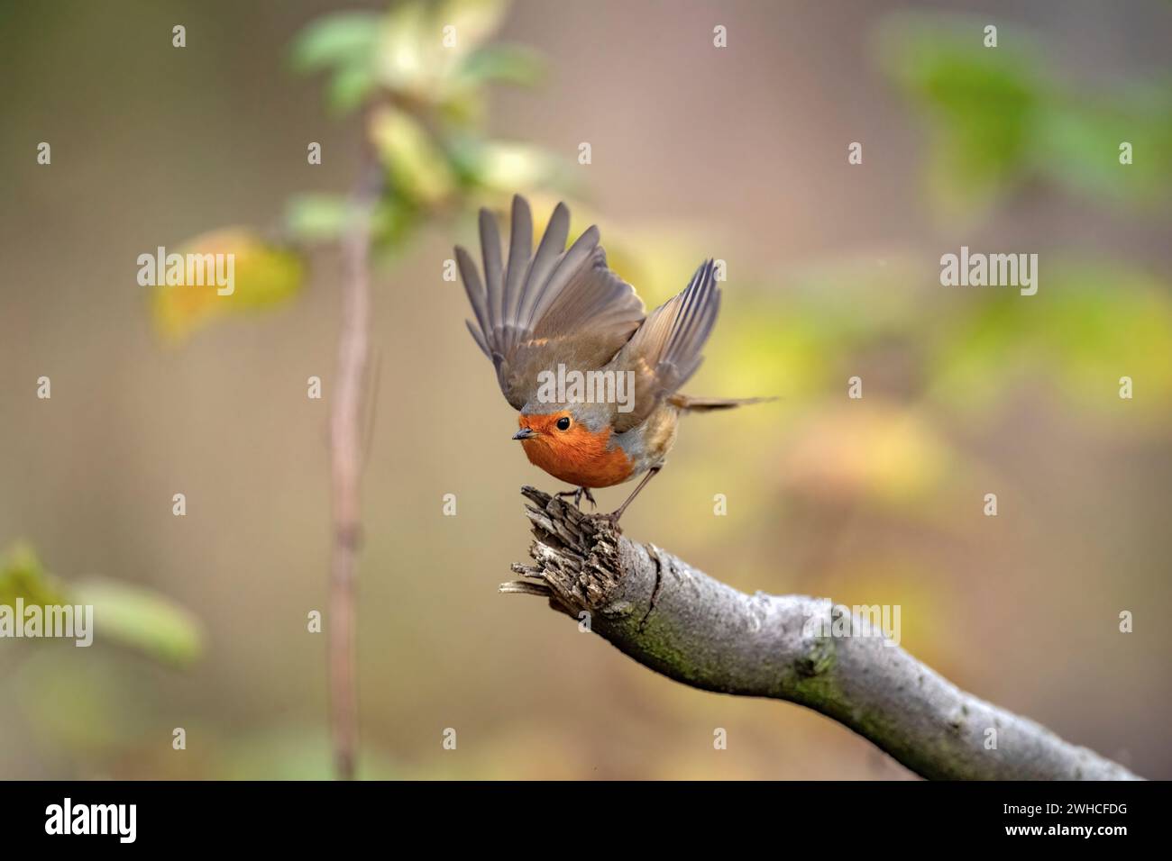 Robin, volando da un ramo, da vicino, in una foresta, in Scozia Foto Stock Robin, volando da un ramo, da vicino, in una foresta, in Scozia Foto Stock