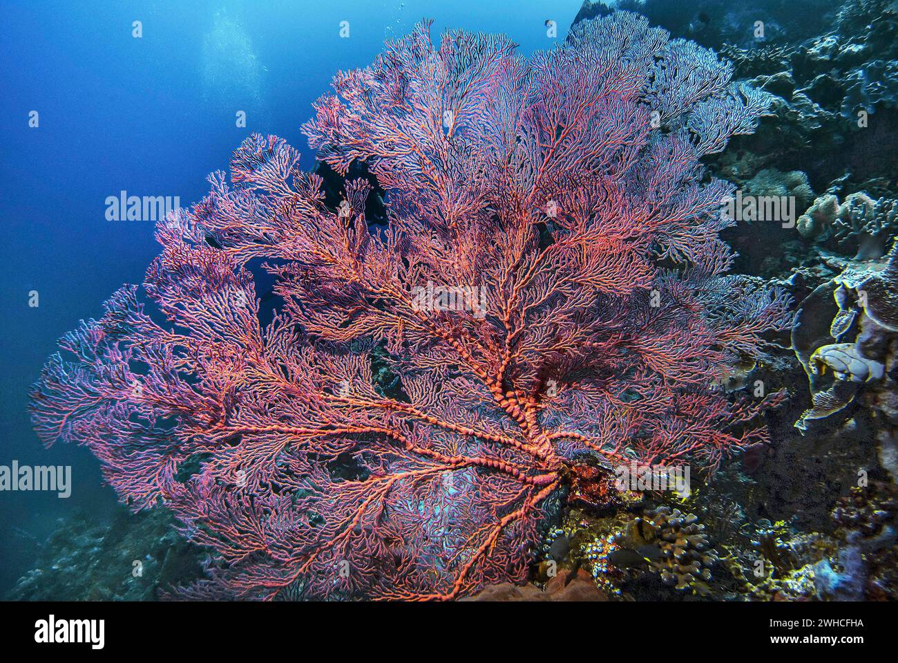 Fan Coral annodato (Melithaea ochracea), Wakatobi Dive Resort, Sulawesi, Indonesia Foto Stock