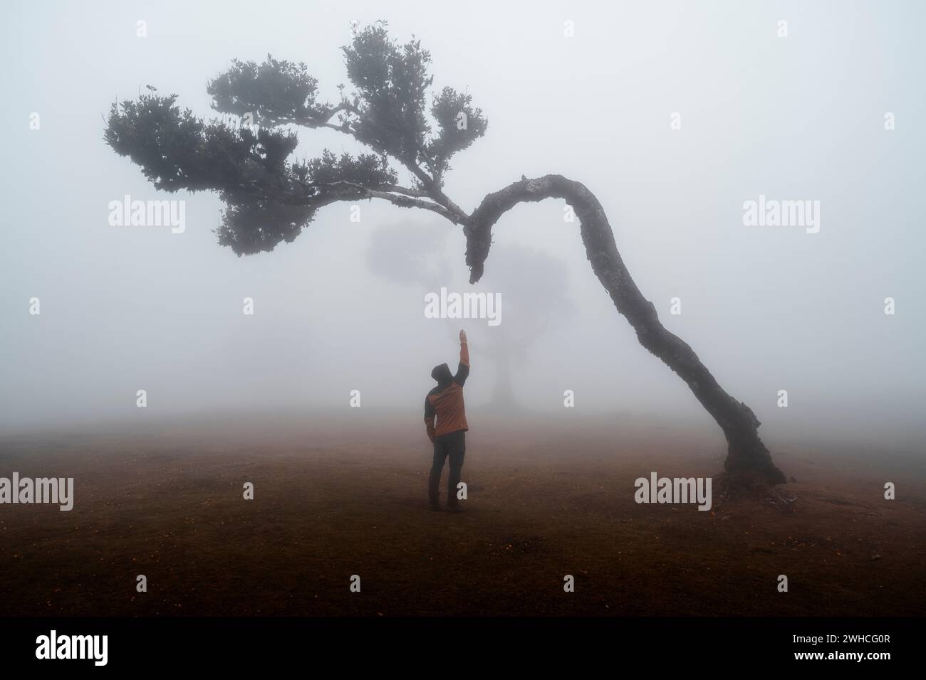 Persona nella nebbia, foresta Fanal, albero di alloro, regione autonoma di Madeira, Portogallo, Europa Foto Stock