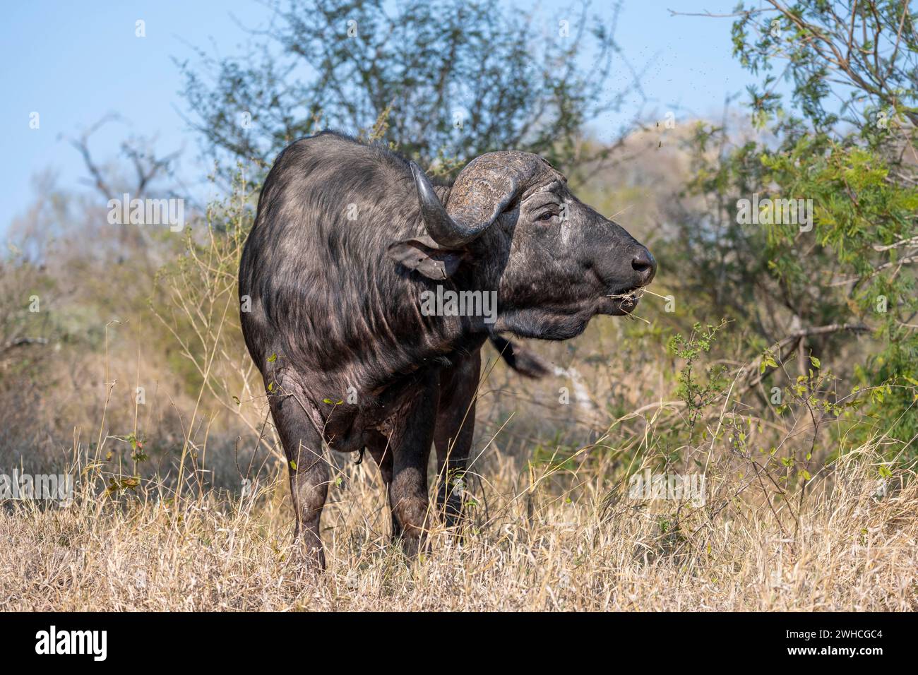 Bufalo africano (Syncerus caffer caffer) con erba in bocca, Kruger National Park, Sudafrica Foto Stock Bufalo africano (Syncerus caffer caffer) con erba in bocca, Kruger National Park, Sudafrica Foto Stock