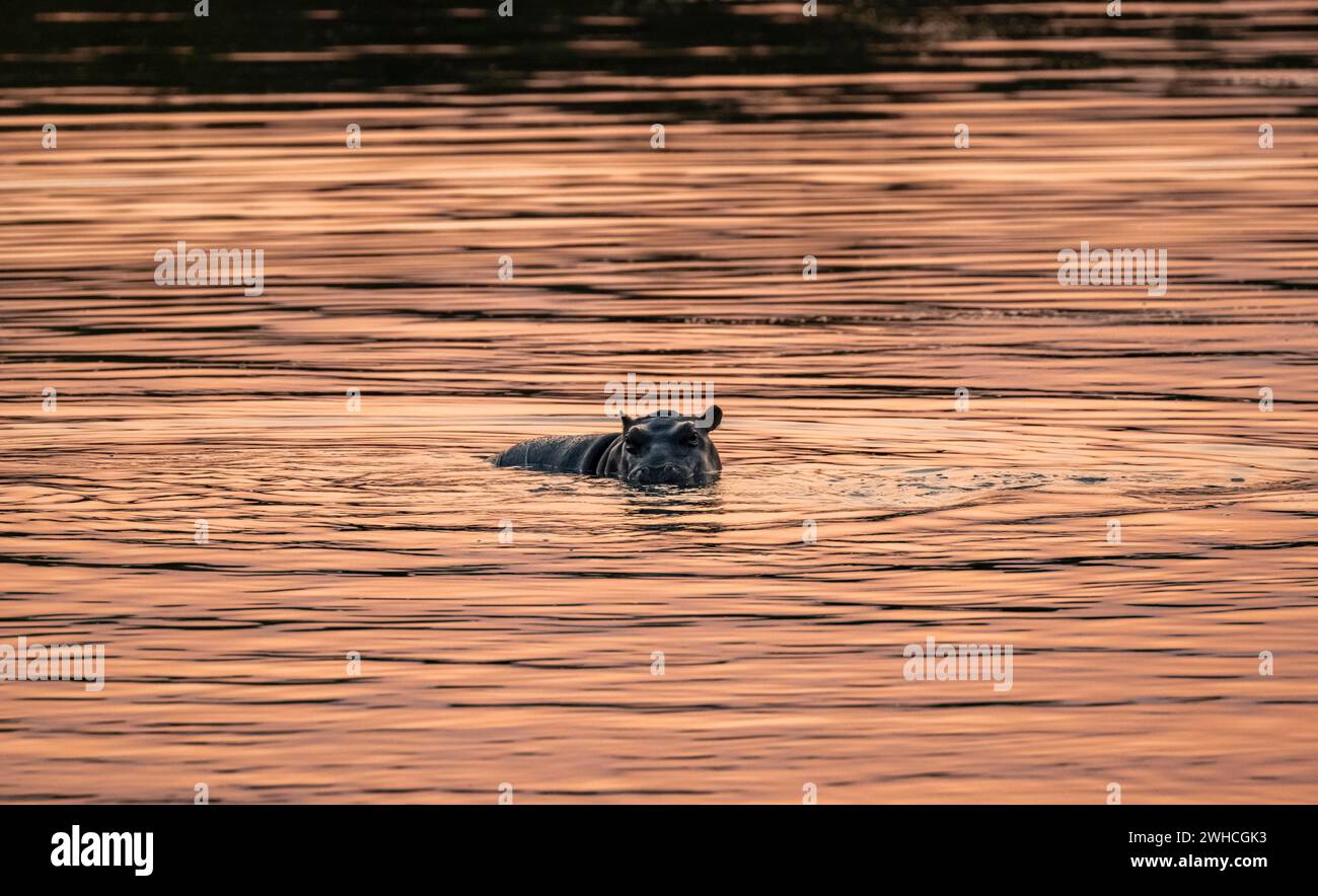 Hippopotamus (Hippopatamus amphibius), giovane animale in acqua al tramonto, fiume Sabie, Parco Nazionale Kruger, Sudafrica Foto Stock