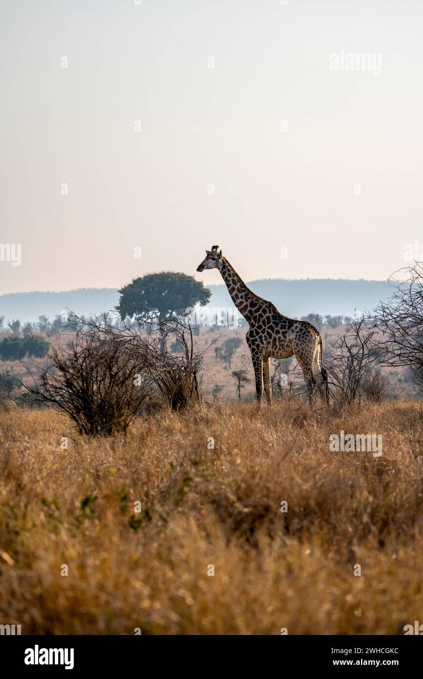Giraffa meridionale (giraffa giraffa) nella savana, Kruger National Park, Sudafrica Foto Stock