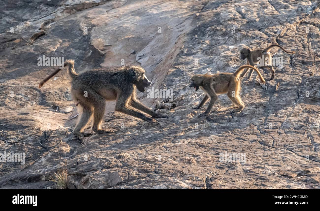 Babbuini Chacma (Papio ursinus), adulti che giocano con due cuccioli, su pietre, Kruger National Park, Sudafrica Foto Stock